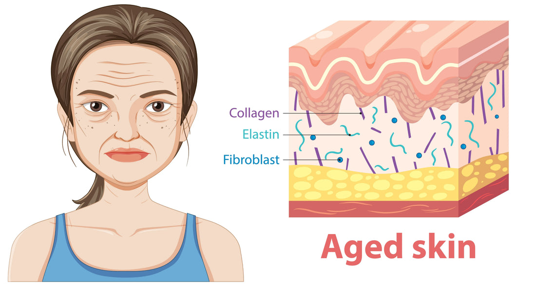 When Should You Start Taking Collagen? A Guide For Every Age Vendercart